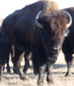 Montana bison hunting ranches