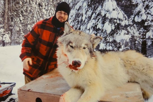 Wolf Hunting And Trapline