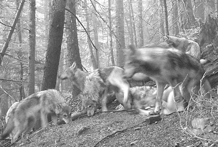Idaho Wolf Pack At Bait
