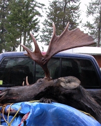 Photo Idaho Bull Moose