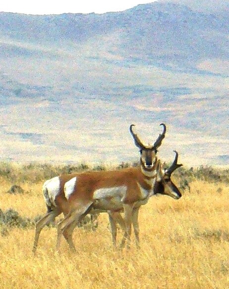 Montana Antelope Seasons