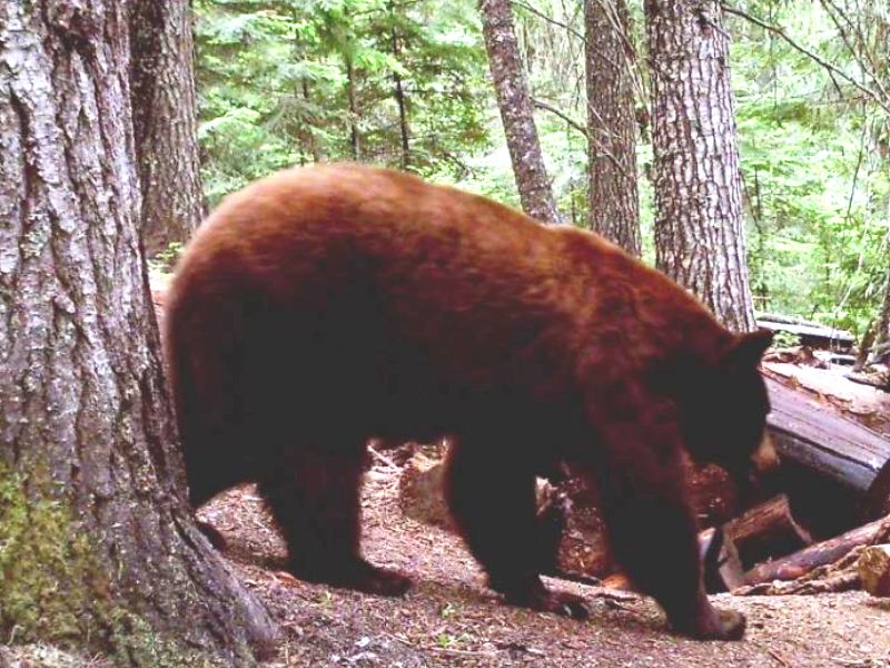 Idaho Bear Hunts Spring Black Bear Hunting Guides Outfitters