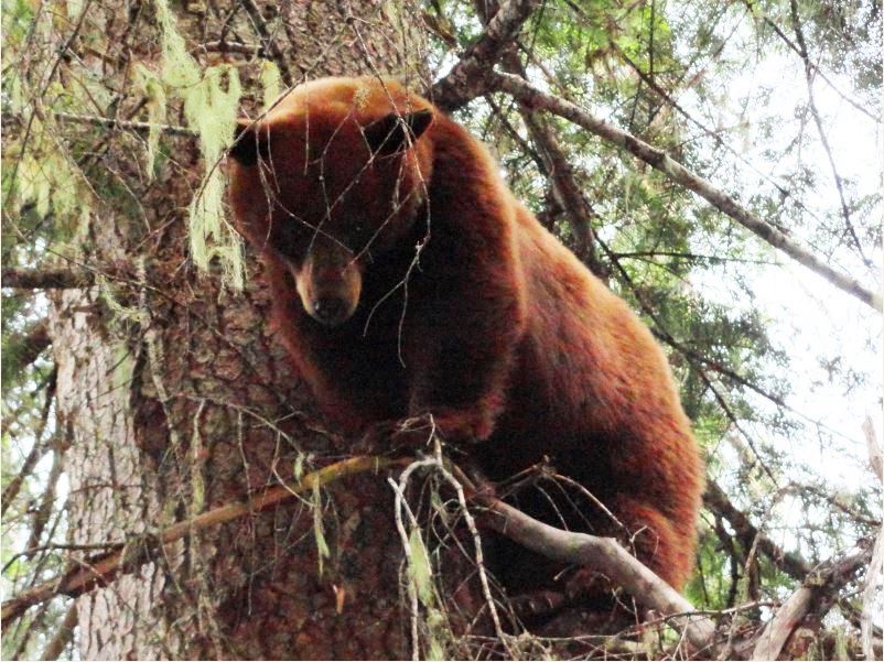 Idaho Color Phase Bear