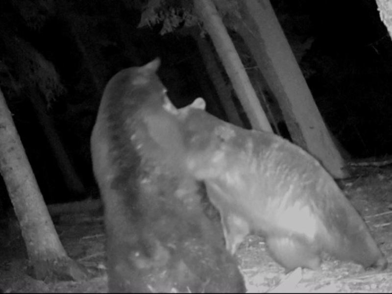 Two Bear Fighting In Idaho