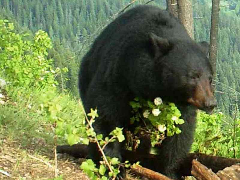 Spring Black Bear Hunting