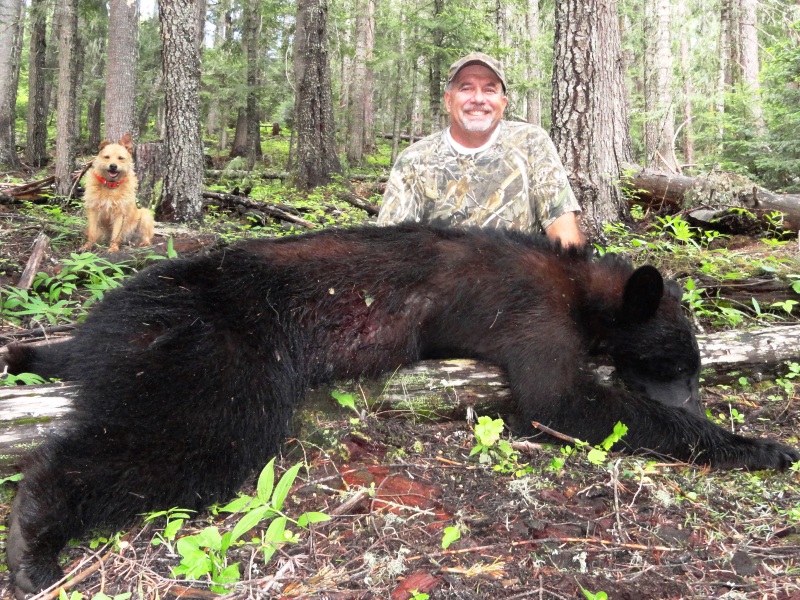 Idaho Bear With Dogs and Ruby