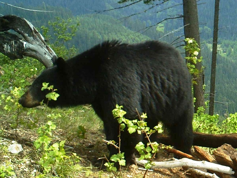 Idaho Baited Black Bear Hunt