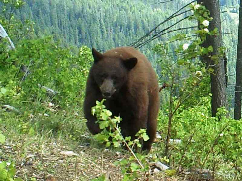 Idaho Bear Bait Hunt