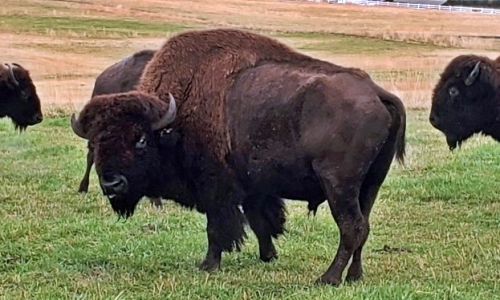 Montana Buffalo Trophy Bull