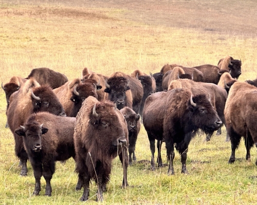 Montana Buffalo Hunting