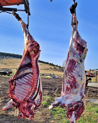 Hanging Buffalo Halves