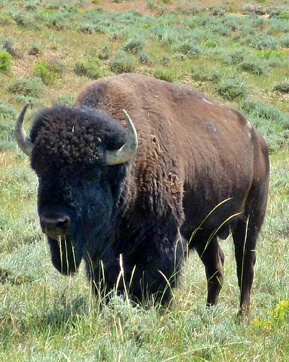 Montana Buffalo Ranch