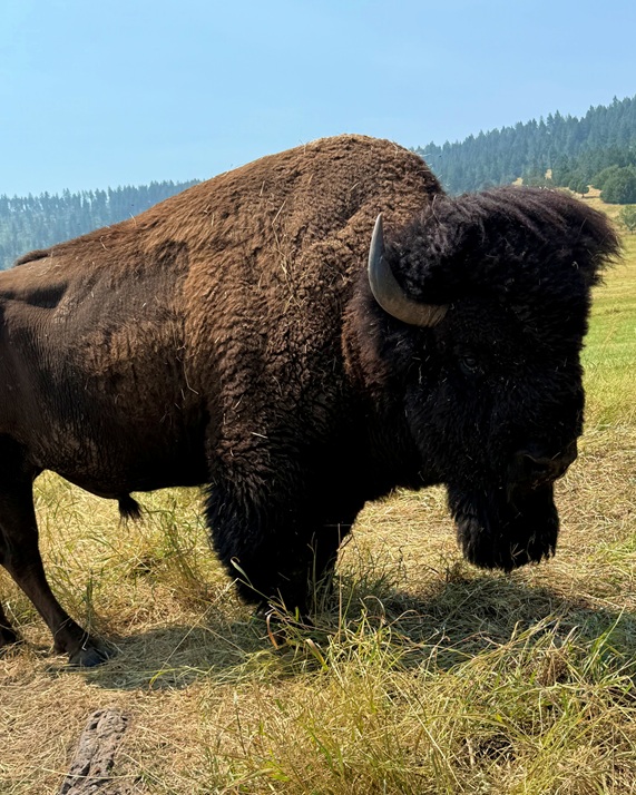 Montana Trophy Buffalo Bull Hunting