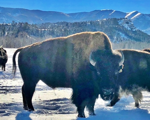 Young Bull Bison Hunt