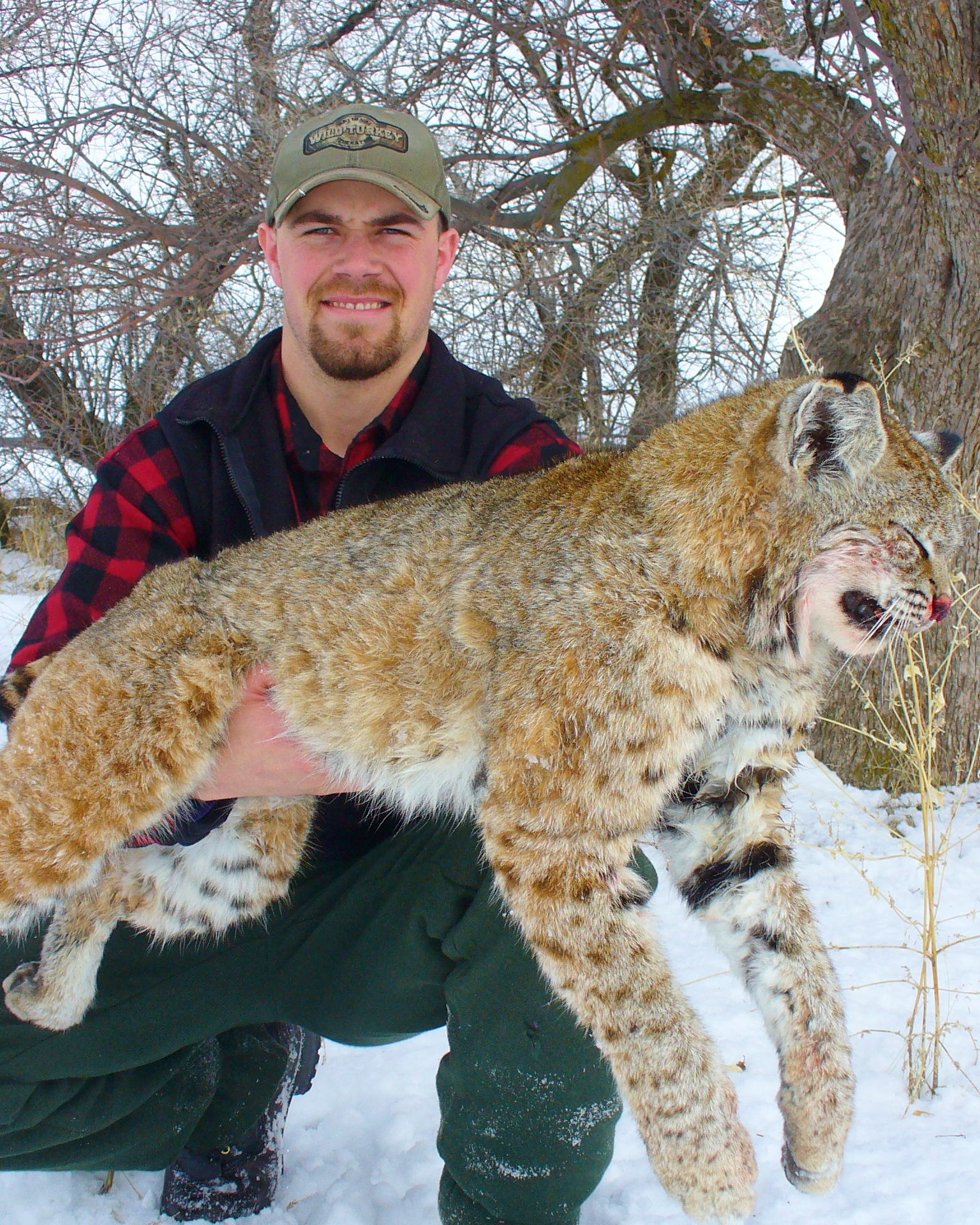 Winter Predator Season Bobcat