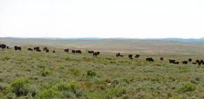 buffalo montana bison hunts hunting hunt mt guaranteed ranch