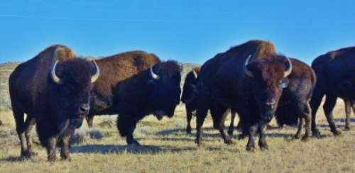 Montana Trophy Bulls