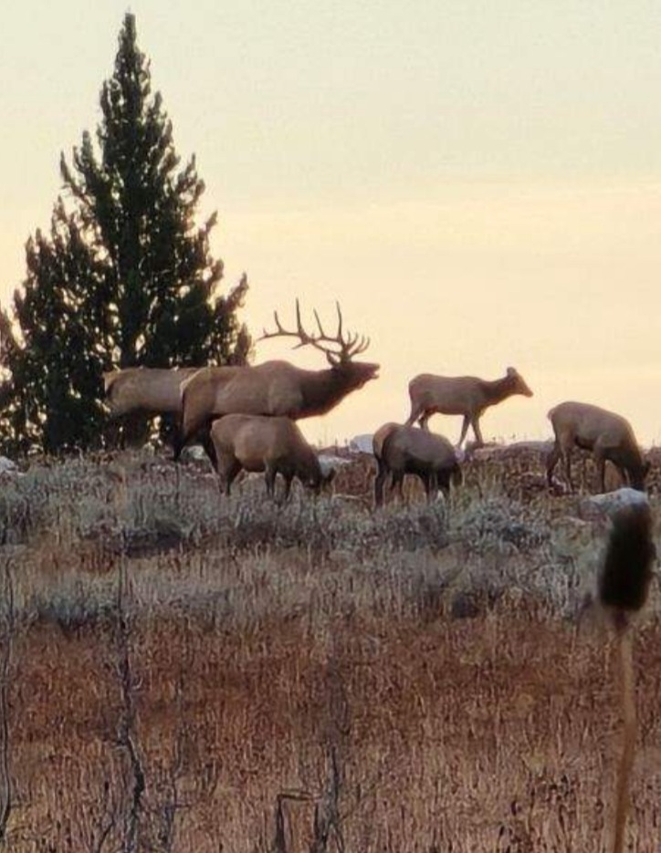 Guided Hunting Trips - Bearpaw Outfitters