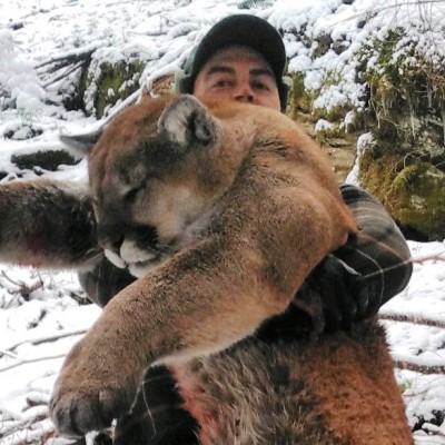 Mt Lion Hunting Guides Idaho Mountain Lion Outfitter Guaranteed 