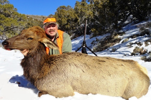 Utah Cow Elk Hunting