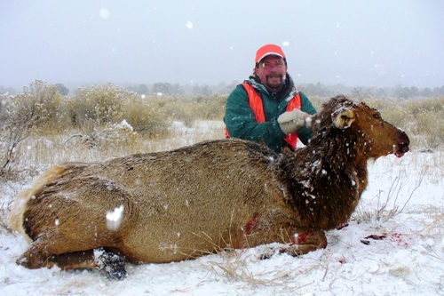 Cow Elk Hunter In Snowstorm