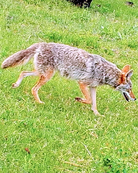 Coyote Trail Camera Photo