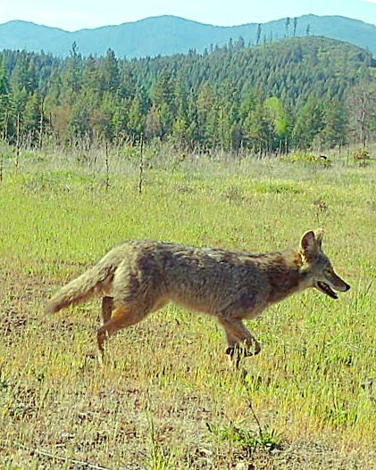Book A Coyote Hunt