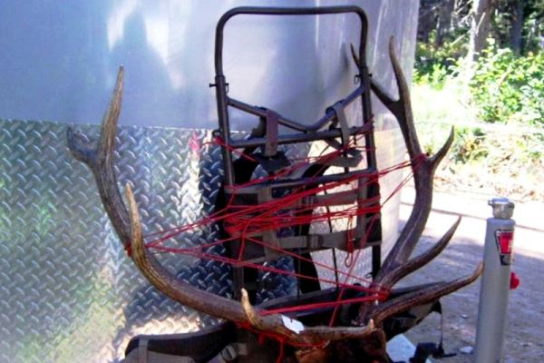 Elk Hunting Photo 5x5 On Pack