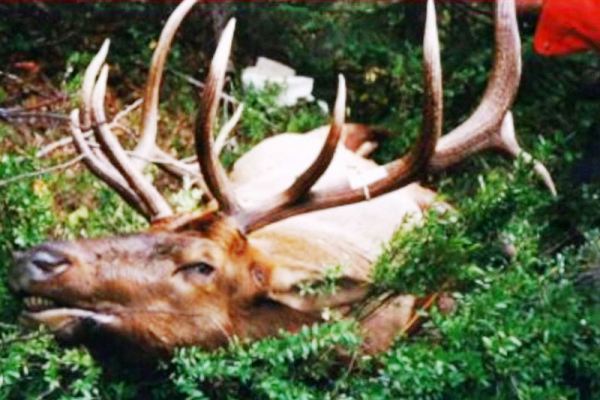 6x6 Bull Elk