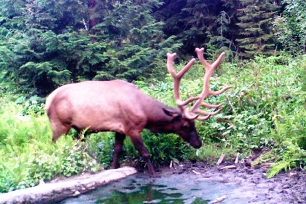 Photo Elk Wallow