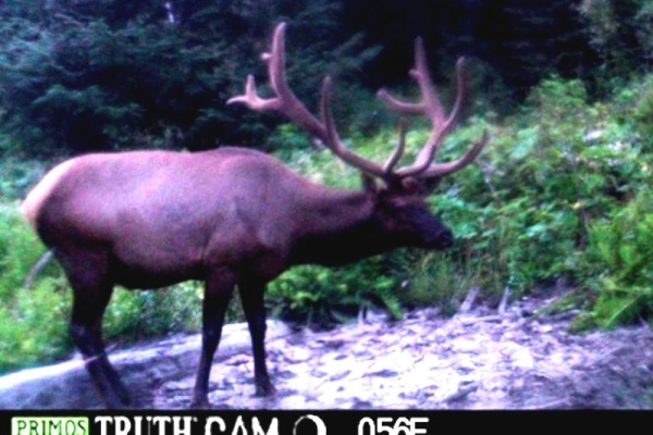 Elk Hunting Trailcam Photo 6x7