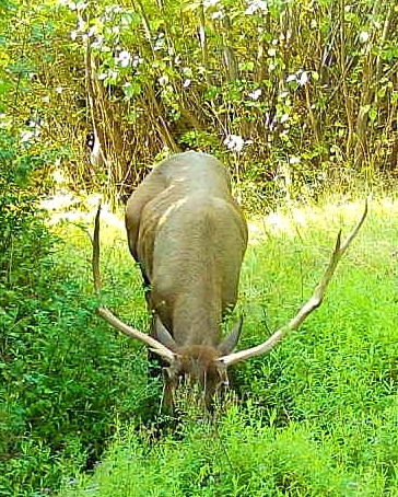 DIY Private Land Elk Hunt