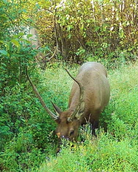 Washington Rifle Bull Elk Hunt