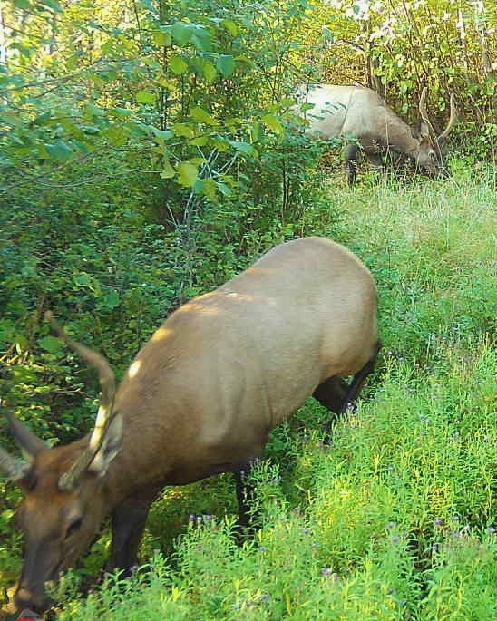 Book A Washington Elk Hunt