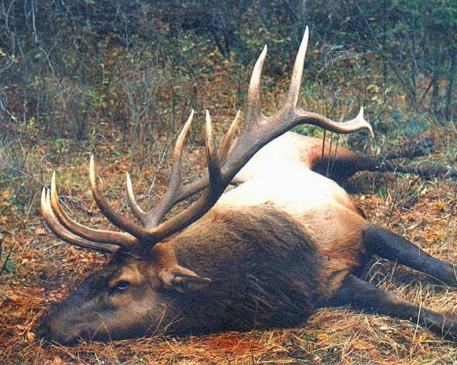 Washington Trophy Bull Elk