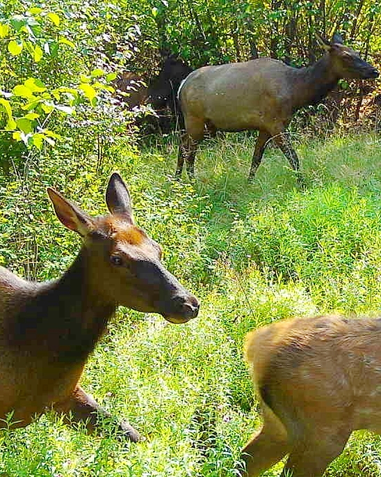 Washington Elk Hunt Weather