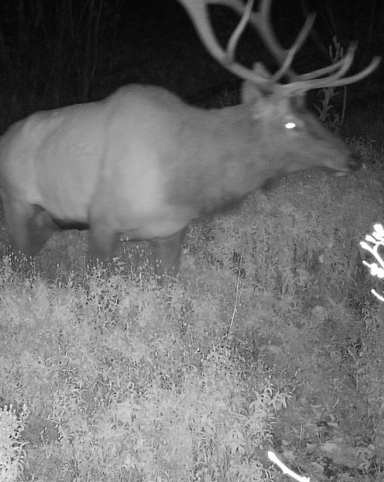 Washington Elk Deer Bear Combo Hunt