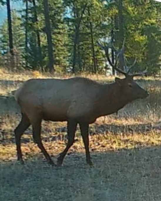 Washington Elk Seasons