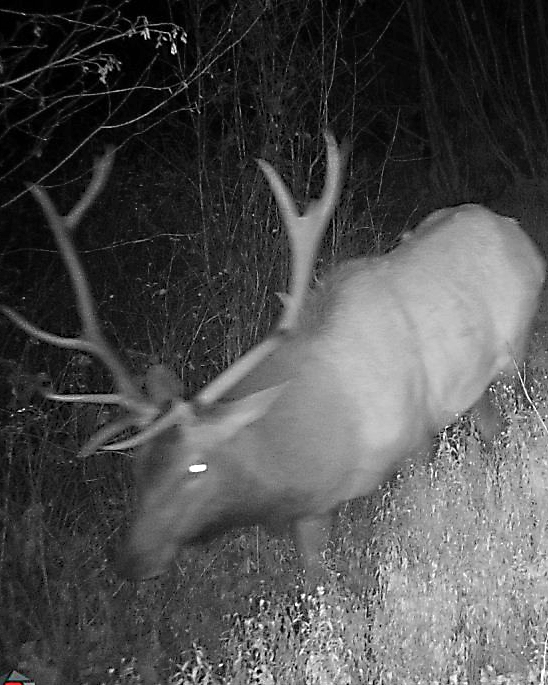 Washington Elk Tags Over The Counter