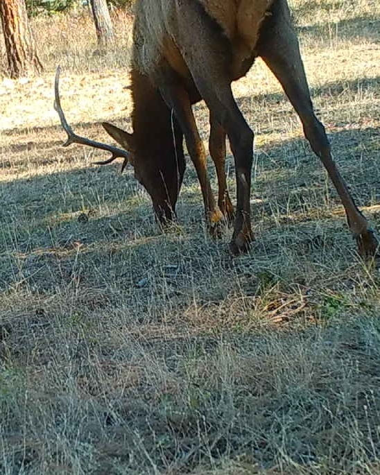 Washington Elk Lodging