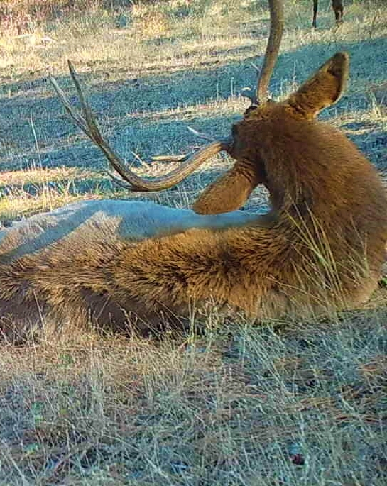 Northeast Washington Rocky Mountain Elk