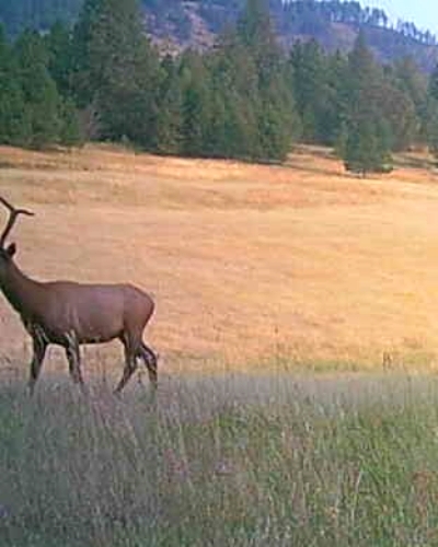 Washington Elk Tags Over The Counter
