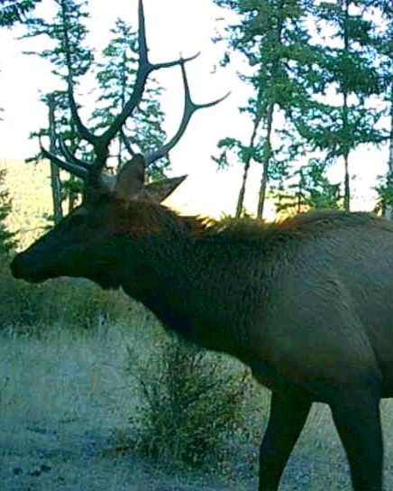 DIY Private Land Elk Hunt