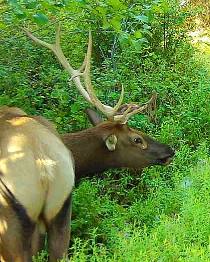 Guided Washington Elk Hunt