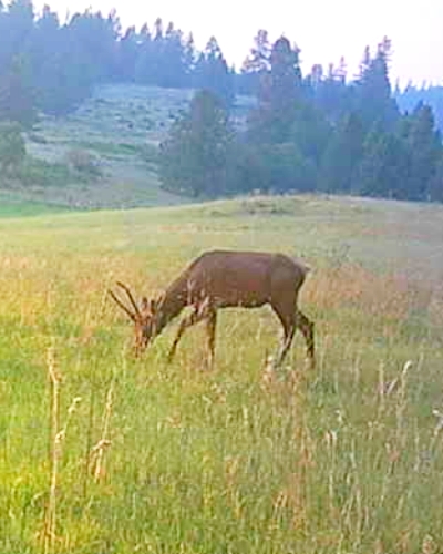 Northeast Washington Rocky Mountain Elk