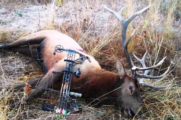 Photo Idaho Archery Elk Hunt