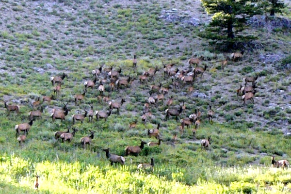 Photo Of Idaho Elk Herd