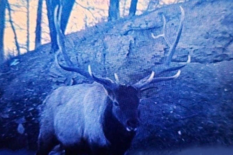 Montana Bull Elk Hunting