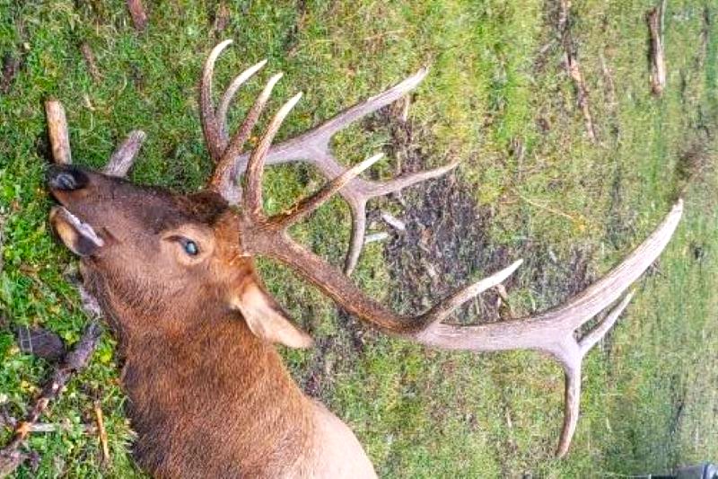 Montana Archery Elk Hunt