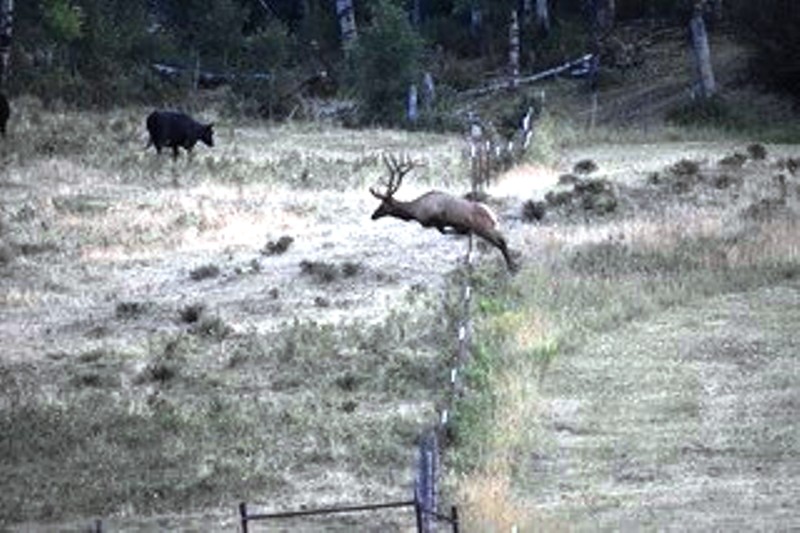 Montana Trophy Elk Hunts